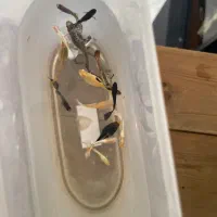 اکواریوم و ماهی و لوازمات|ماهی|بندر ماهشهر, |دیوار