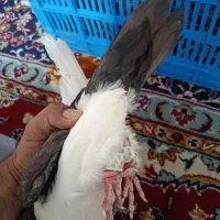 چپ و خال افشون|پرنده|مشهد, چهاربرج|دیوار