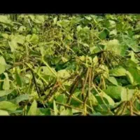 تیم حرفه ای ماش بری و کُنجد