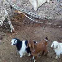 بزغاله نروماده