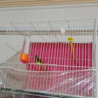 قناری نروماده|پرنده|مشهد, گاز|دیوار