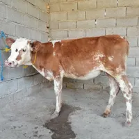 1عدد گوساله سیمینتال ماده مخصوص پروار