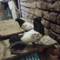 یک عدد طوقی و یک جفت سینه