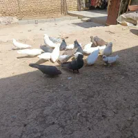 کبوتر|پرنده|بروجن, |دیوار