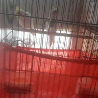 فروش عروس هلندی و مینا|پرنده|پاکدشت, پاکدشت (مامازند)|دیوار