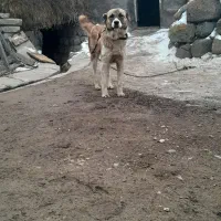 واگذاری سگ ماده محلی