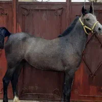 مادیون ترکی شجره داره