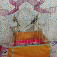 پرنده عروس|پرنده|احمدسرگوراب, |دیوار