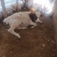 گوساله نر سیمینتال