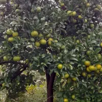 فروش نارنگی ژاپنی  سرباغ