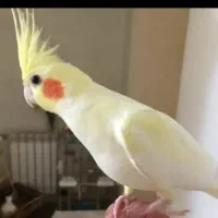 ۴ تا عروس هلندی لوتینو خوشرنگ