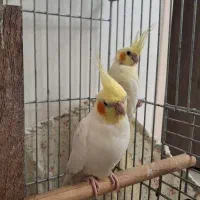 عروس هلندی مولد|پرنده|تهران, حکیمیه|دیوار