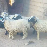 ۵عدد بره نره بازدید ریگان   خواهش الکی مزاحم نشه
