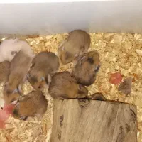 فروش استثنایی همستر همه نژادها فقط تماس|موش و خرگوش|علی‌آباد کتول, |دیوار