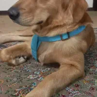 واگذاری سگ گلدن