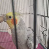 طوطی عروس بالغ