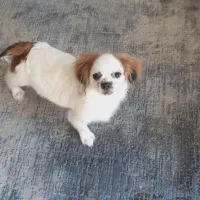 شیتزو مالتیز|سگ|پردیس, فاز ۳|دیوار