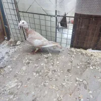 کبوتر رنگی نر