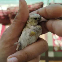 معاوضه با قناری|پرنده|کیار, |دیوار