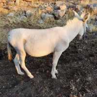 یک عدد الاغ