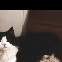 گربه نر پرشین اصیل|گربه|یزد, |دیوار