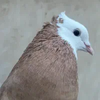 کبوتر طوقی زرد