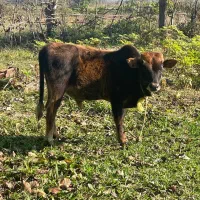 گاو . گوساله . گاو نر .ورزا کوله .