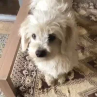 واگذاری هاپو خوشگل نر عقیم شده