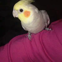 عروس هلندی نیمه اهلی