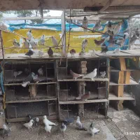 کفتر