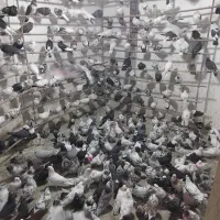 کفتر قم عروسک جدا کن فقط100هزار پرنده سرای کیان