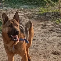 ژرمن نر یازده ماهه