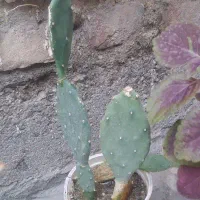کاکتوس