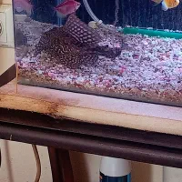 لجن خوار مامله با دوتا. سایز متوسط|ماهی|کرمان, |دیوار