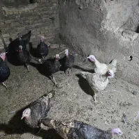 بوقلمون برنز محلی ماده تخمگذار
