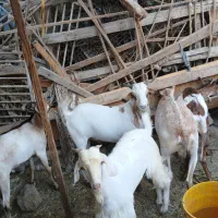 کهره بز بندر خمیر|حیوانات مزرعه|بندرعباس, |دیوار