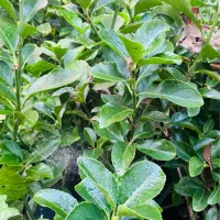 شمشاد سبز|گل و گیاه طبیعی|رحیمآباد, |دیوار