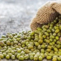 ماش ارگانیک (رشد طبیعی)