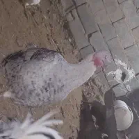 بوقلمون ماده کرچ شو|حیوانات مزرعه|رباط‌کریم, حکیم آباد|دیوار