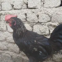 خروس سیاه