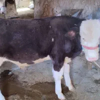 گوساله نر سیمینتال|حیوانات مزرعه|پاپی, |دیوار