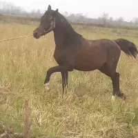 این اسب دزدیده شده