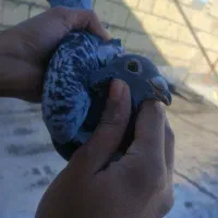 فروش 3جفت کفتر عتیقه کم یاب|پرنده|بیرجند, |دیوار