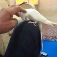 عروس هلندی آلبینو و نربالغ مست|پرنده|مشهد, کوشش|دیوار