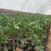 فروش تخصصی نهال پیوندی پسته اکبری ( پایه زرندی )