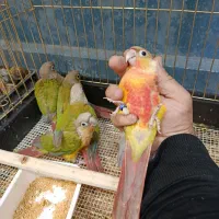 پرنده طوطی مینا قناری کاسکو|پرنده|گلبهار, شهر جدید گلبهار|دیوار