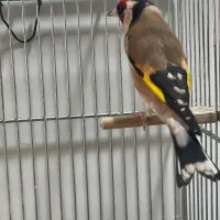 سهره نر عالی|پرنده|تهران, بازار|دیوار