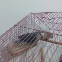 یه جفت کوتوله برزیلی سرحال وخوش رنگ