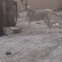 سگ سراب