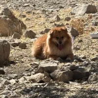 واگذاری پامر روباهی